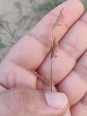Bouteloua barbata rothrockii
