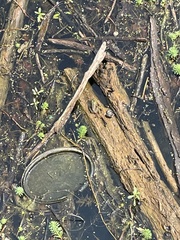 Lithobates catesbeianus