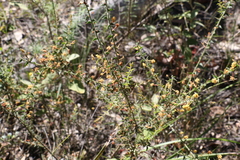 Acacia amblygona