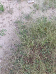 Bouteloua barbata rothrockii
