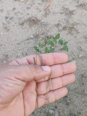 Bouteloua barbata rothrockii