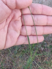 Bouteloua barbata rothrockii