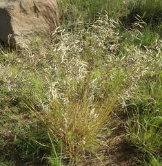 Eragrostis nindensis