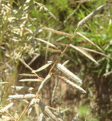 Eragrostis nindensis