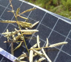 Eragrostis nindensis