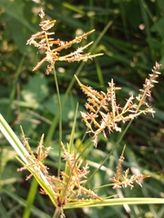 Cyperus esculentus leptostachyus
