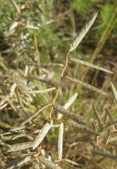 Eragrostis nindensis