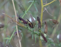 Cordylanthus nevinii