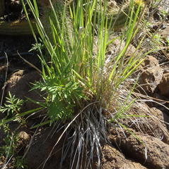 Eustachys paspaloides