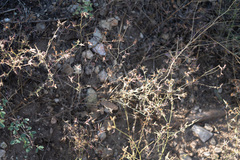 Cordylanthus nevinii