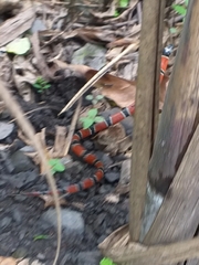 Erythrolamprus pseudocorallus