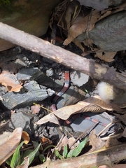 Erythrolamprus pseudocorallus