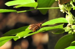 Miltomiges cinnamomea