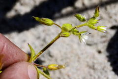 Cerastium capense