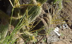 Eustachys paspaloides