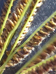 Eustachys paspaloides