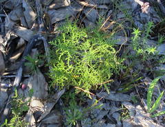 Pelargonium denticulatum