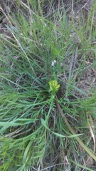 Lomatium caruifolium caruifolium