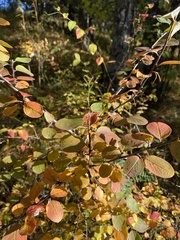 Cotoneaster uniflorus