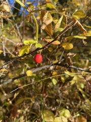 Cotoneaster uniflorus