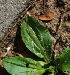 Phytomyza plantaginis