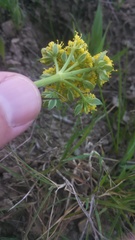 Lomatium caruifolium caruifolium