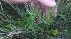 Lomatium caruifolium caruifolium