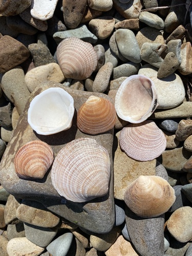 Hokkaido Bittersweet Clam