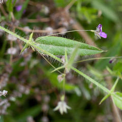 Psoralea asarina