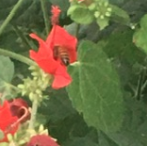 Apis mellifera