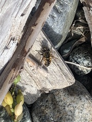 Helophilus lapponicus