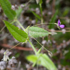 Psoralea asarina