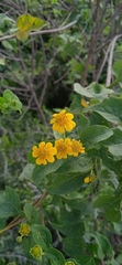 Zaluzania montagnifolia