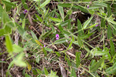Psoralea asarina