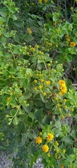 Zaluzania montagnifolia