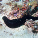 Panning's Black Sea Cucumber - Photo (c) 104623964081378888743, some rights reserved (CC BY-NC), uploaded by 104623964081378888743