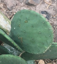 Opuntia cacanapa