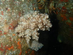 Eunephthya thyrsoidea