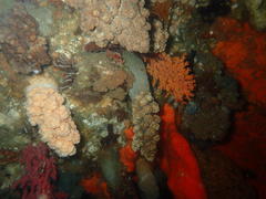 Eunephthya thyrsoidea