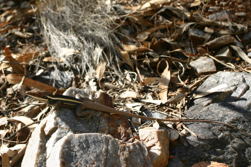 Gowidon longirostris