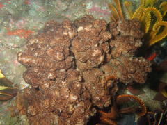 Eunephthya thyrsoidea