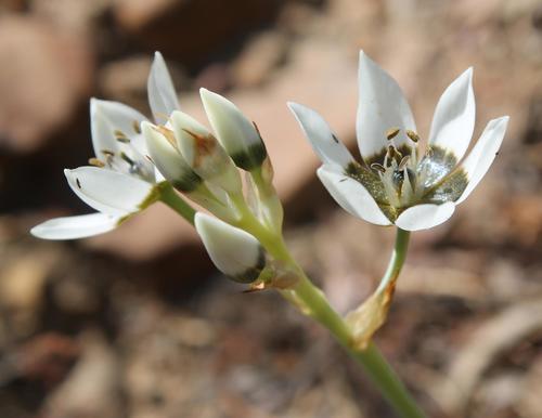 Ceres Chink (Ornithogalum ceresianum)