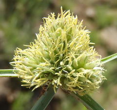 Cyperus capensis