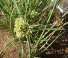 Cyperus capensis