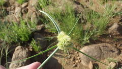 Cyperus capensis