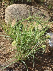 Cyperus capensis