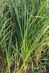 Carex pseudocyperus
