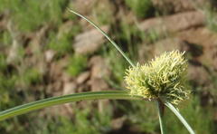Cyperus capensis