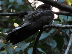 Nyctiprogne leucopyga