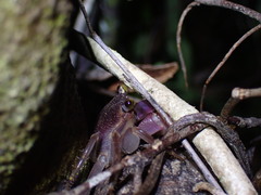 Geograpsus grayi